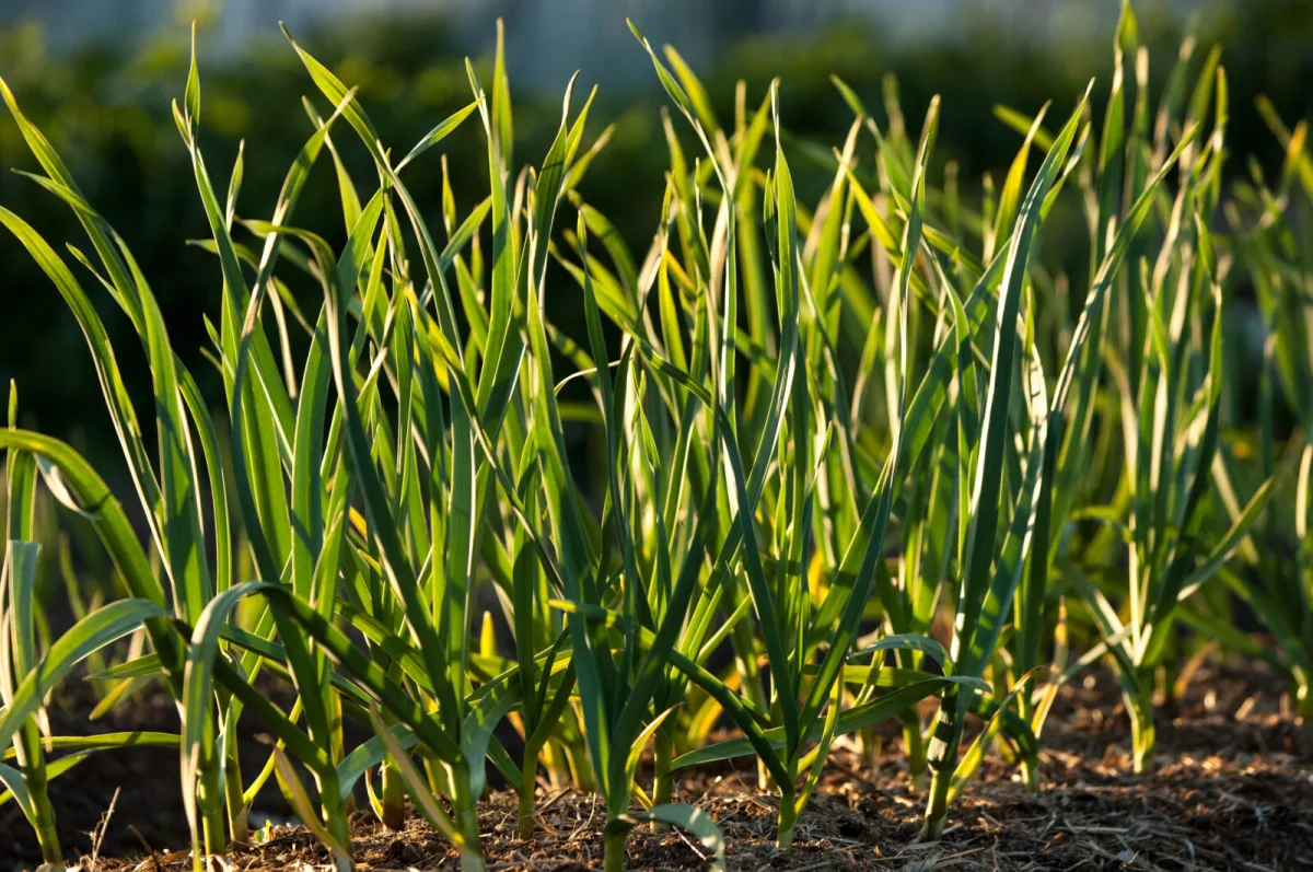 Most common mistakes when planting garlic in autumn and how to avoid them