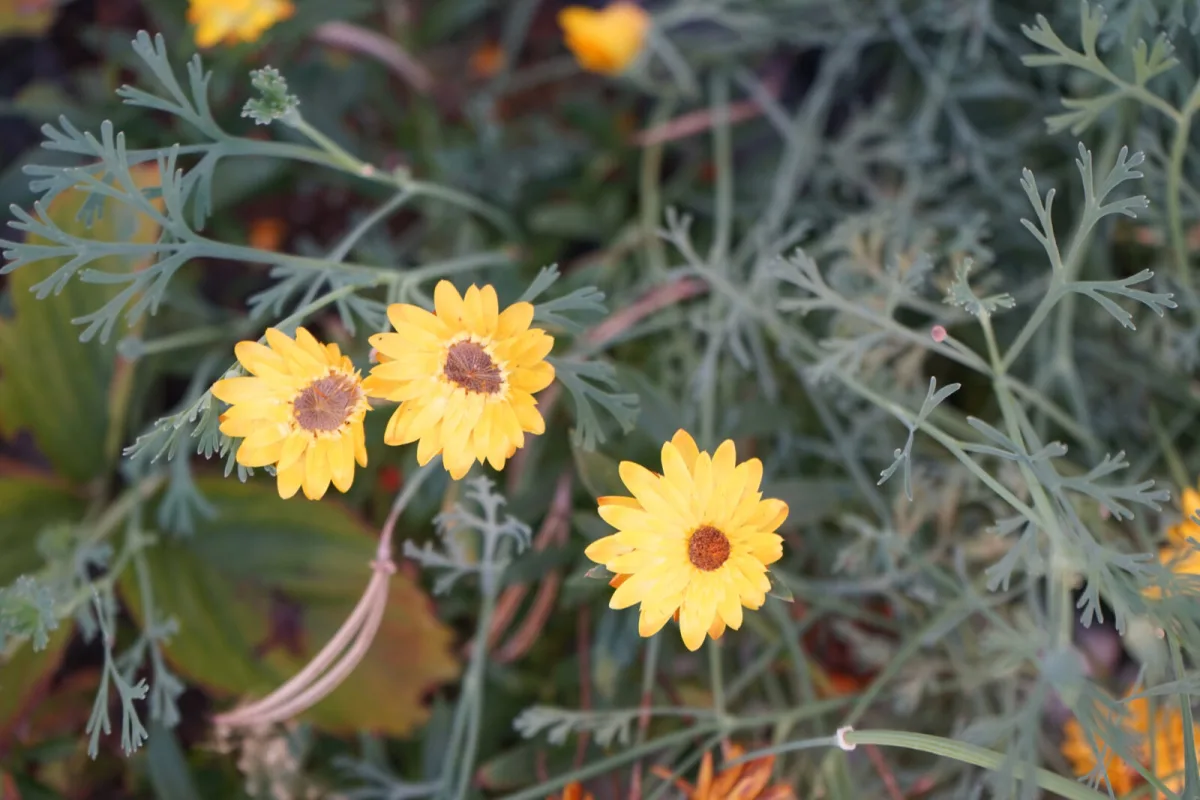 Helichrysum / Photo: Depositphotos