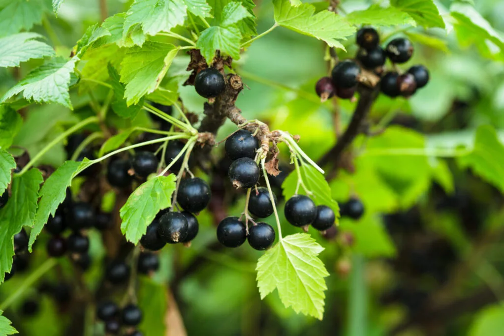 Blackcurrant / Photo: Depositphotos