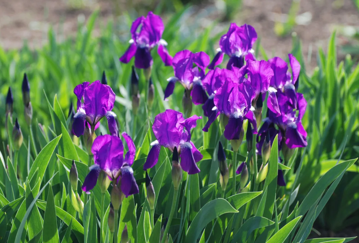 Irises / Depositphotos