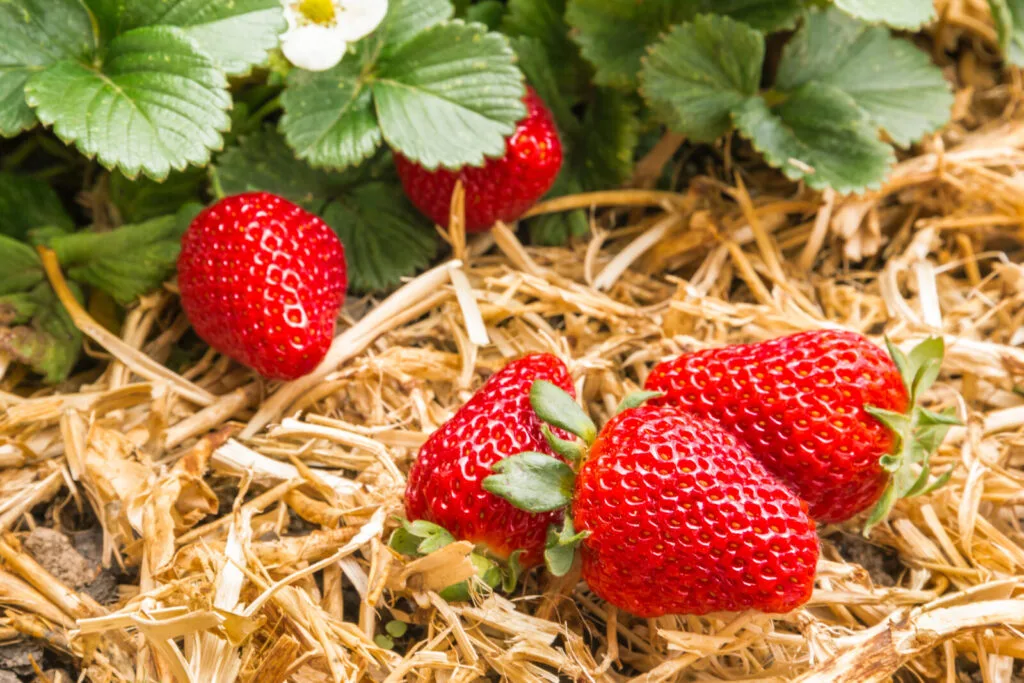 Strawberries / Photo: Depositphotos