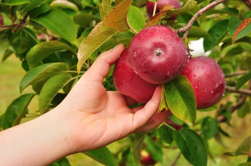 Picking Apples Without Mistakes Helps Keep Your Harvest Fresh and Rot-Free for Longer