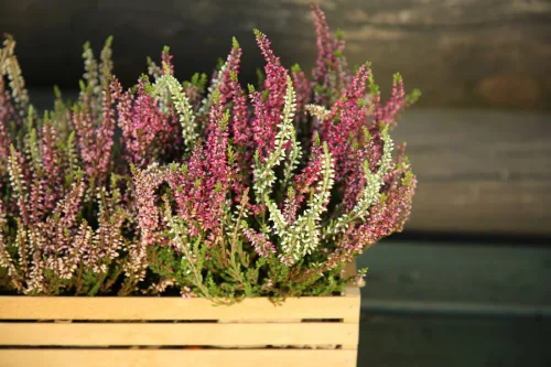 Heathers can cope where other plants won’t, but one soil detail decides everything