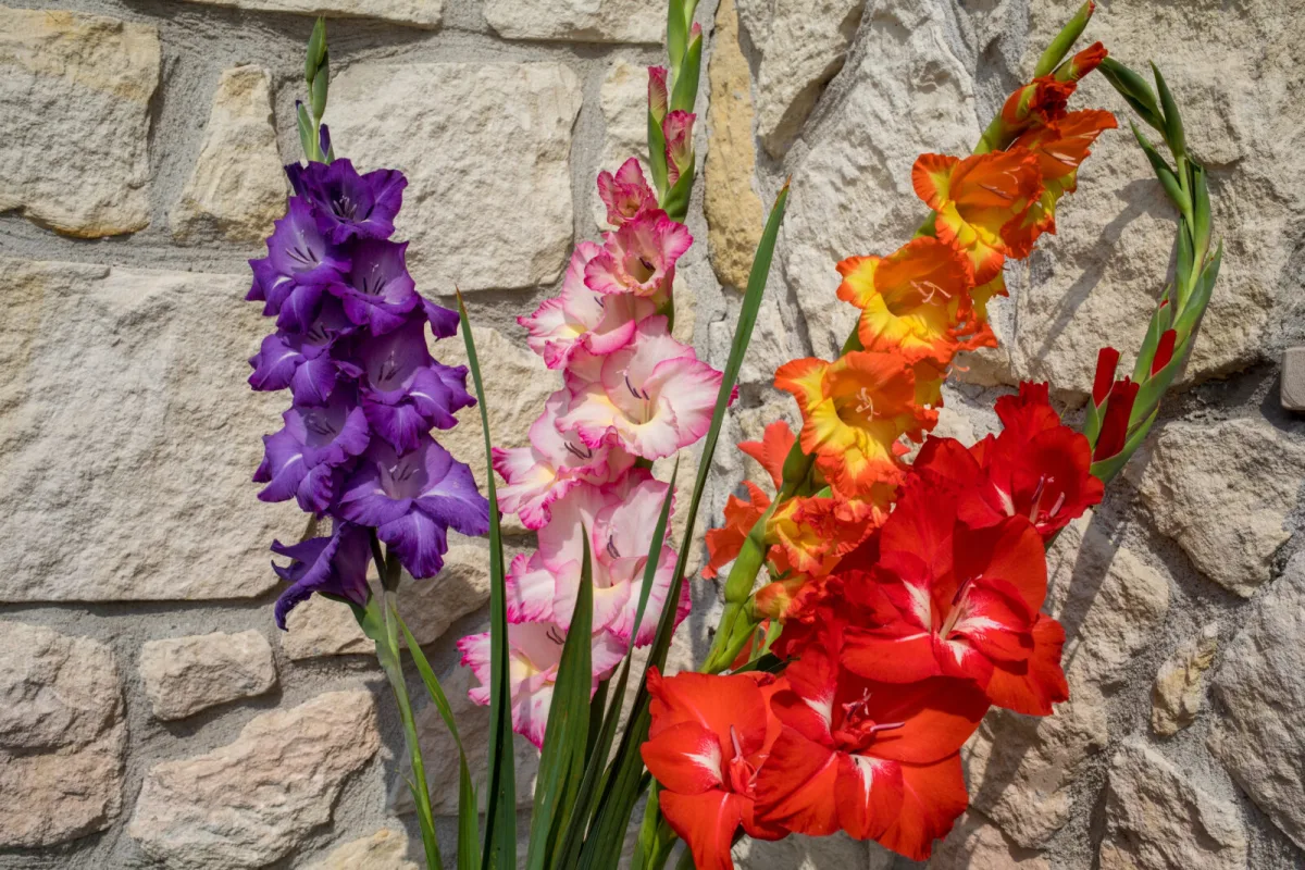 Gladioler / Foto: Depositphotos