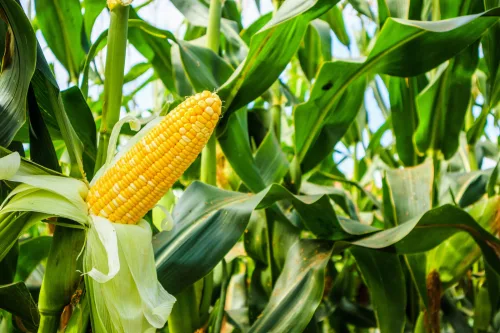 Harvest Sweetcorn at the Right Time for Best Flavour