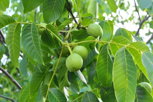 Walnut leaf compost can be safe if you don’t skip this key step