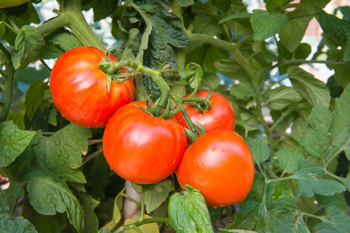 A época dos tomates não acaba em setembro, estes truques prolongam a colheita até ao outono