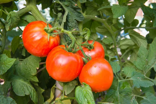 Tomato season doesn’t end in September: simple tricks to keep harvesting into autumn