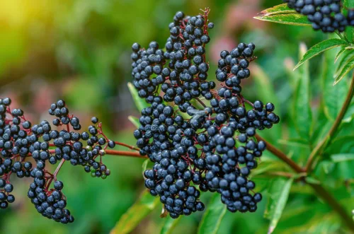 A Dangerous Lookalike of Black Elder Grows Here Too and Is Easily Confused