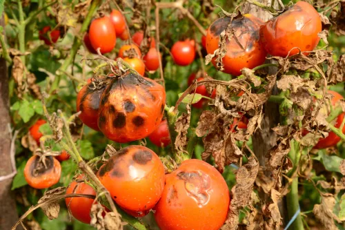 Late blight of tomatoes and potatoes spreads fast learn to spot it