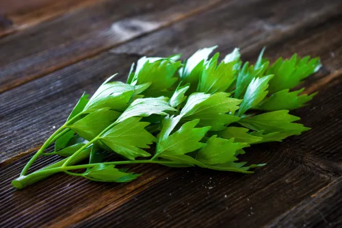Lovage does far more than flavour soup and can replace pesto or stock powder