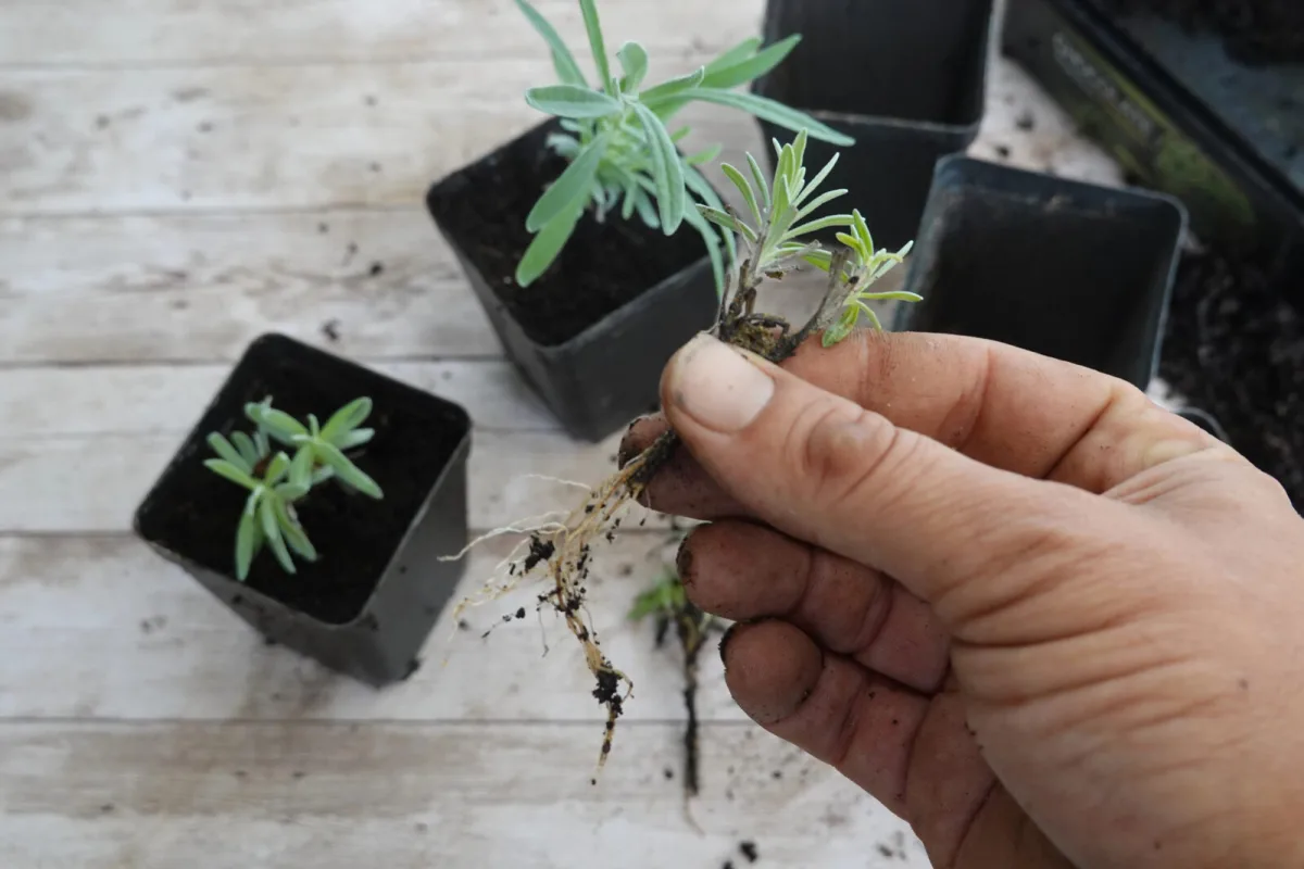 September Cuttings Can Save a Planting Winter Would Wipe Out
