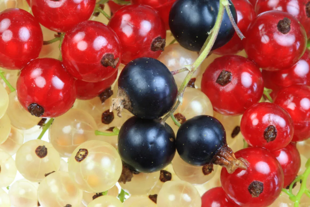 Why Blackcurrants Are Pruned Differently from Red and White Currants and How It Boosts Yield