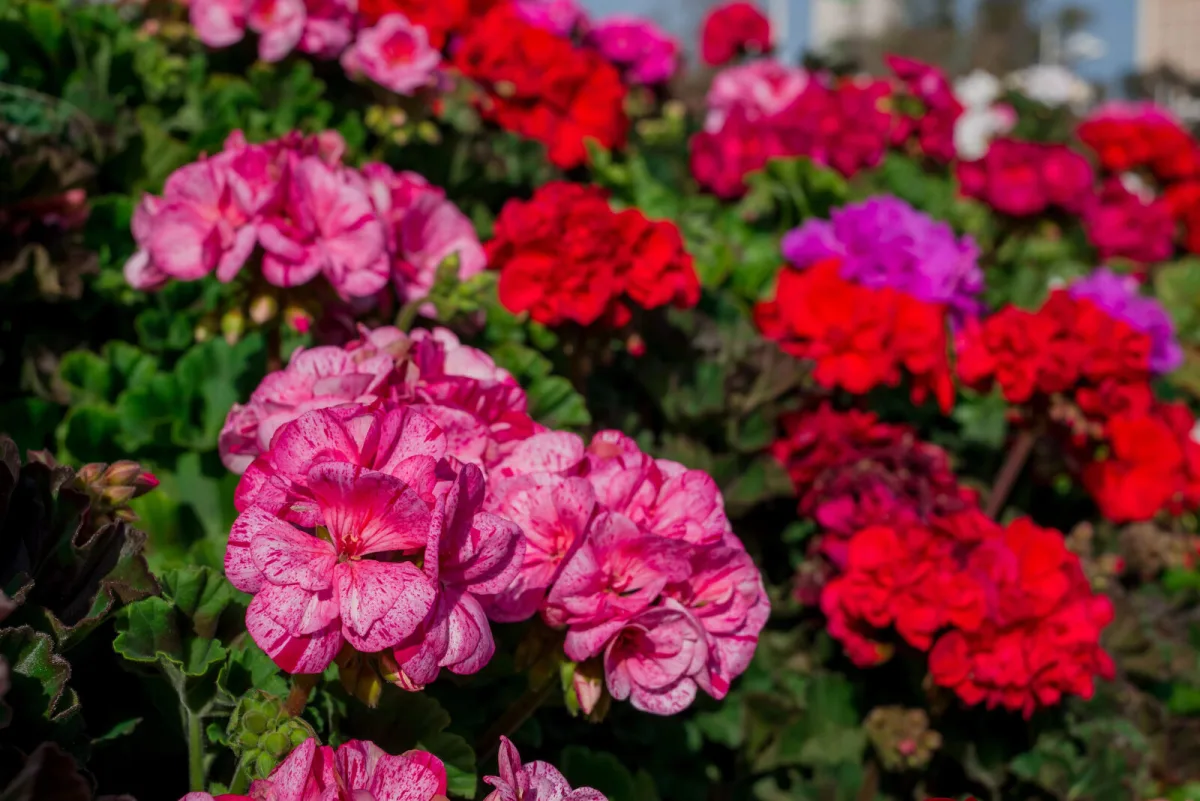 Yksinkertaisella niksillä pelargonit selviävät talvesta ilman vettä ja multaa