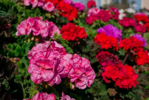 Yksinkertaisella niksillä pelargonit selviävät talvesta ilman vettä ja multaa