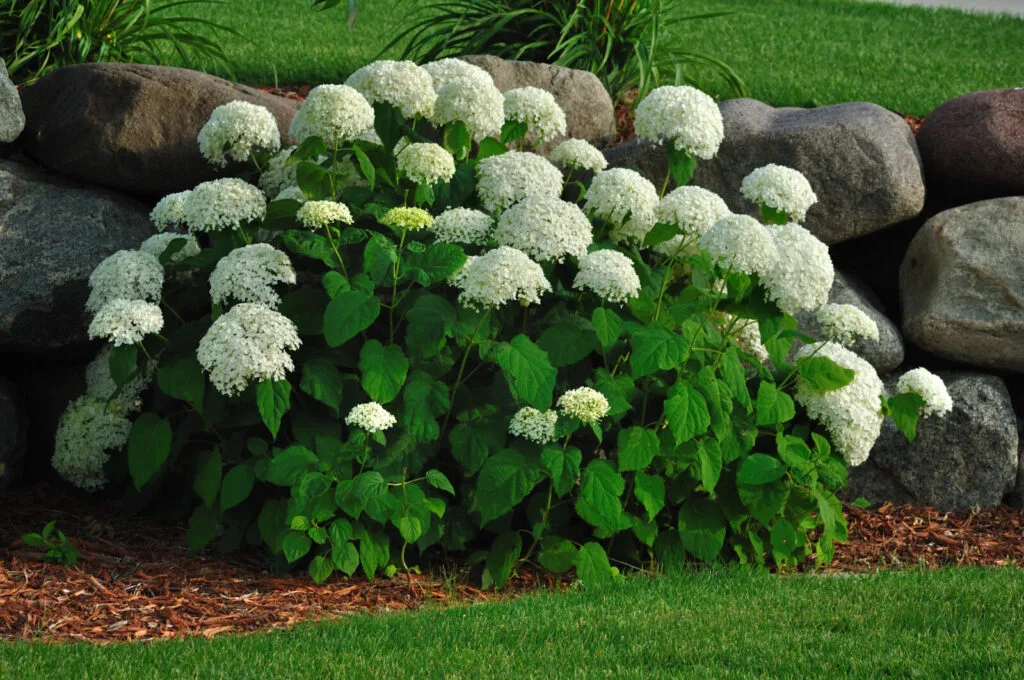 Hydrangea / Depositphotos