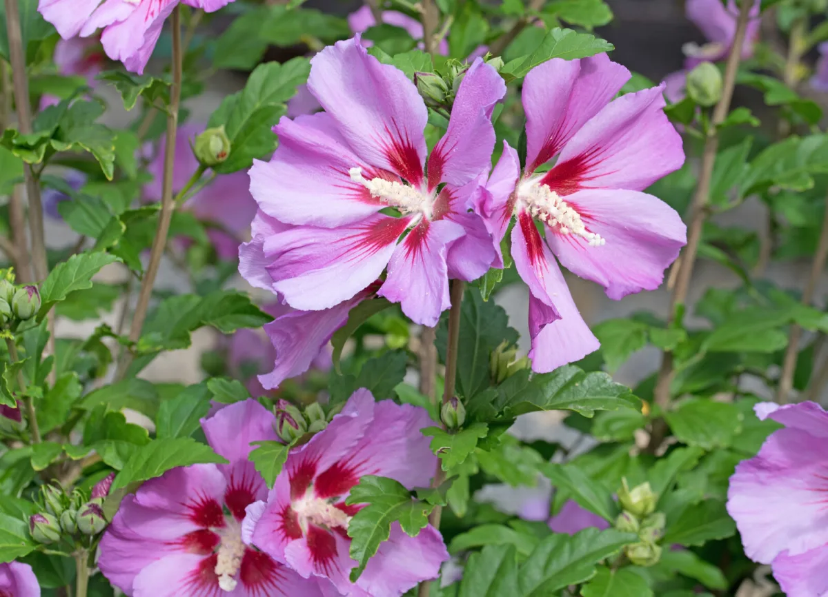 A Simple Autumn Trick Will Protect Your Hibiscus Over Winter and Bring a Flush of Flowers