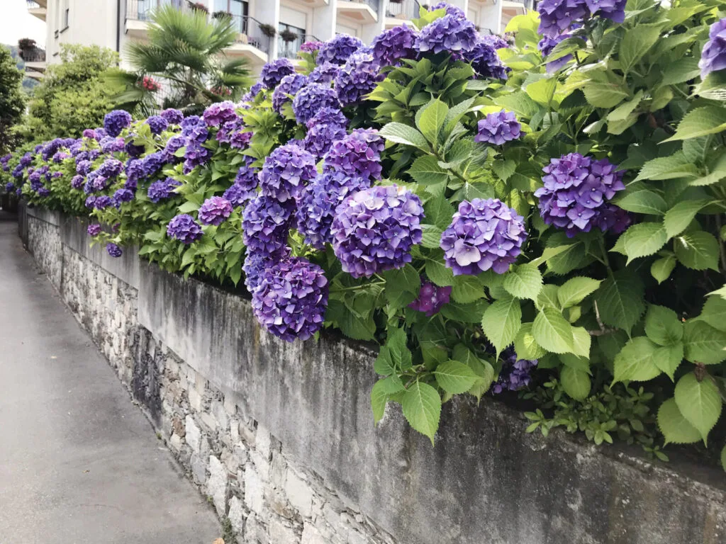 Hortensie / Depositphotos