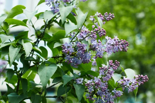 September Pruning Can Be Fatal for Shrubs Leave These Types Alone