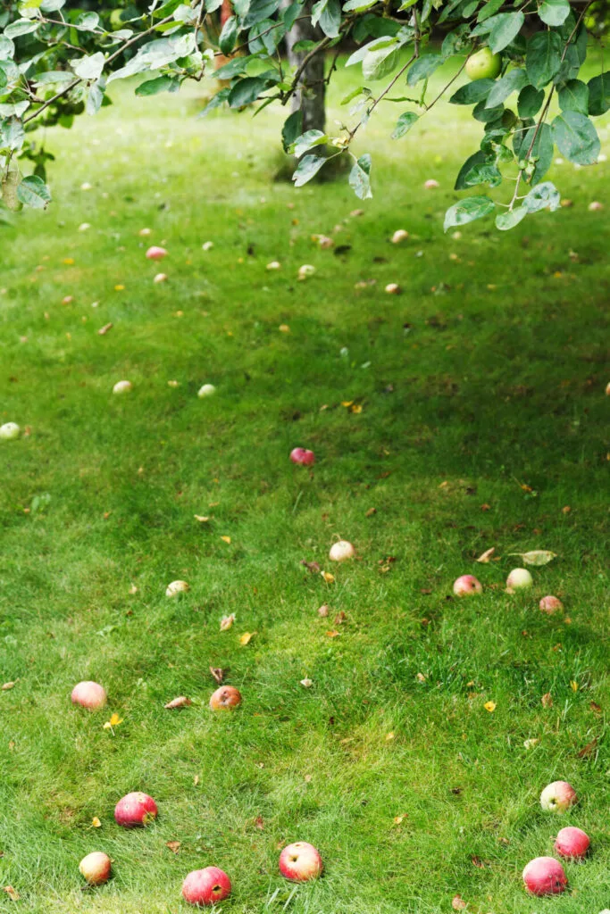 Lawn under trees in autumn / Depositphotos