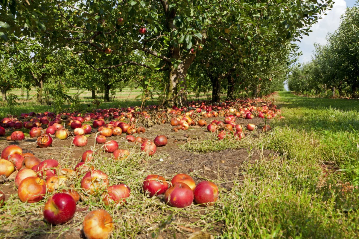 Windfalls aren’t a loss, turn some into sauce and the rest can feed your garden