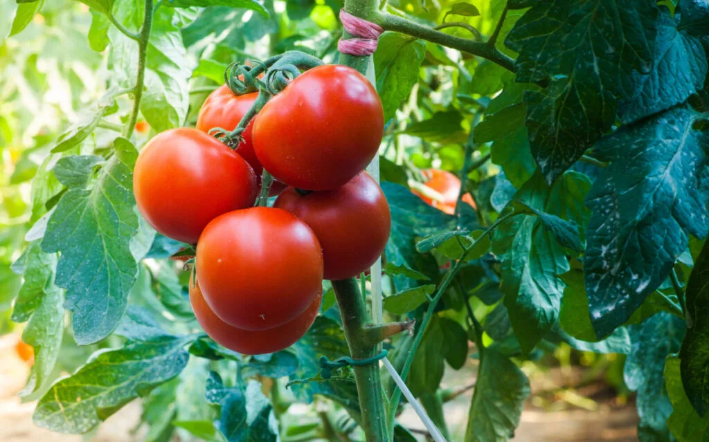 Tomatoes on the plant / Depositphotos