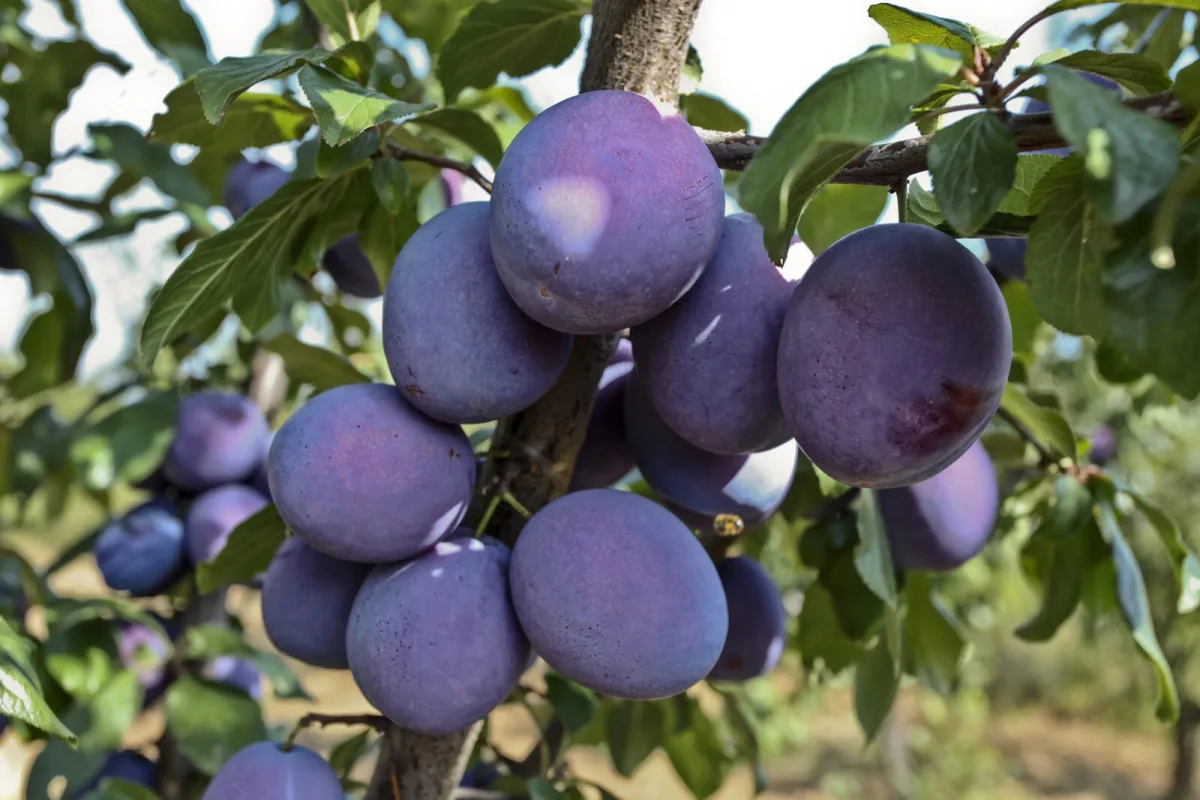 Choosing the Right Plum Variety Is Half the Success