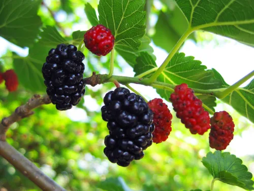 La morera en el jardín ofrece frutos dulces y un árbol precioso si la plantas en otoño