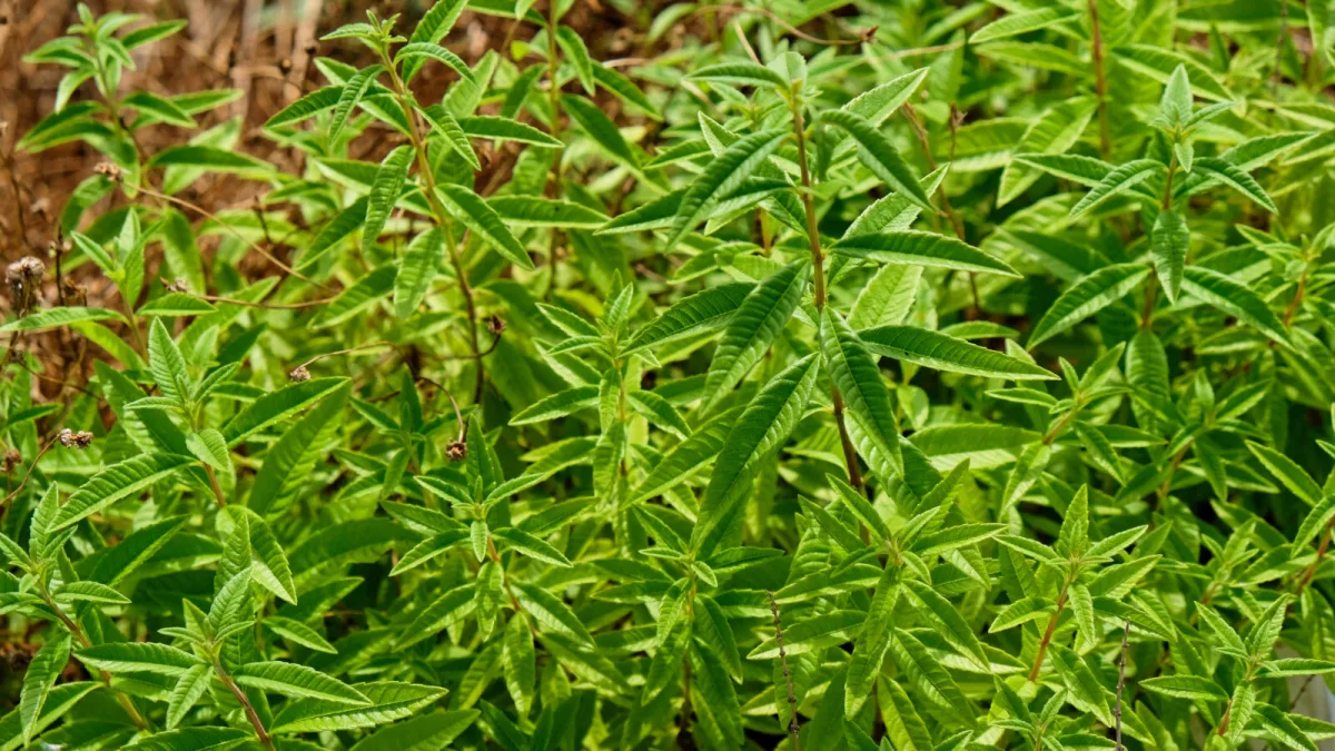 Lemon verbena (Aloysia citrodora) / Photo: Depositphotos