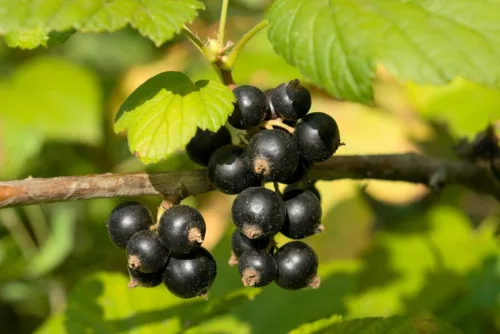 Näin leikkaat herukkapensaan oikein syksyllä