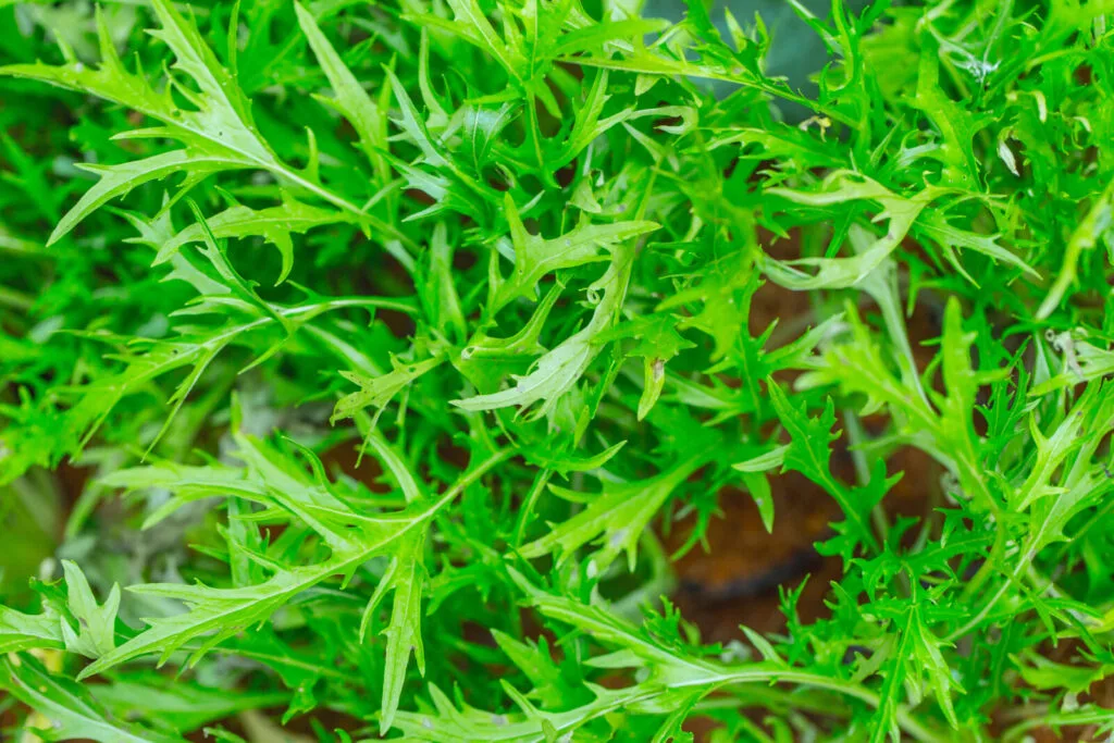 Mizuna salad / Photo: Depositphotos
