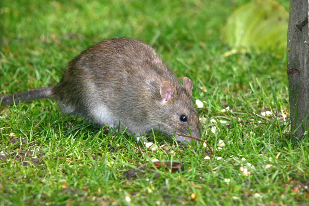 Ratte im Garten / Foto: Depositphotos