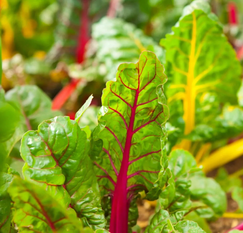 Swiss chard / Depositphotos