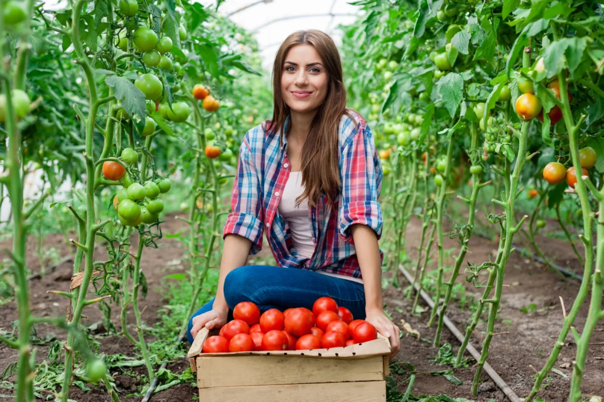 A Forgotten Tomato in the Bed Can Cause Real Trouble Next Year
