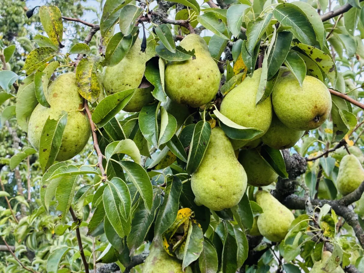Common Mistakes When Harvesting and Storing Pears and How to Keep Them Fresh Longer