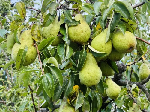 Common Mistakes When Harvesting and Storing Pears and How to Keep Them Fresh Longer