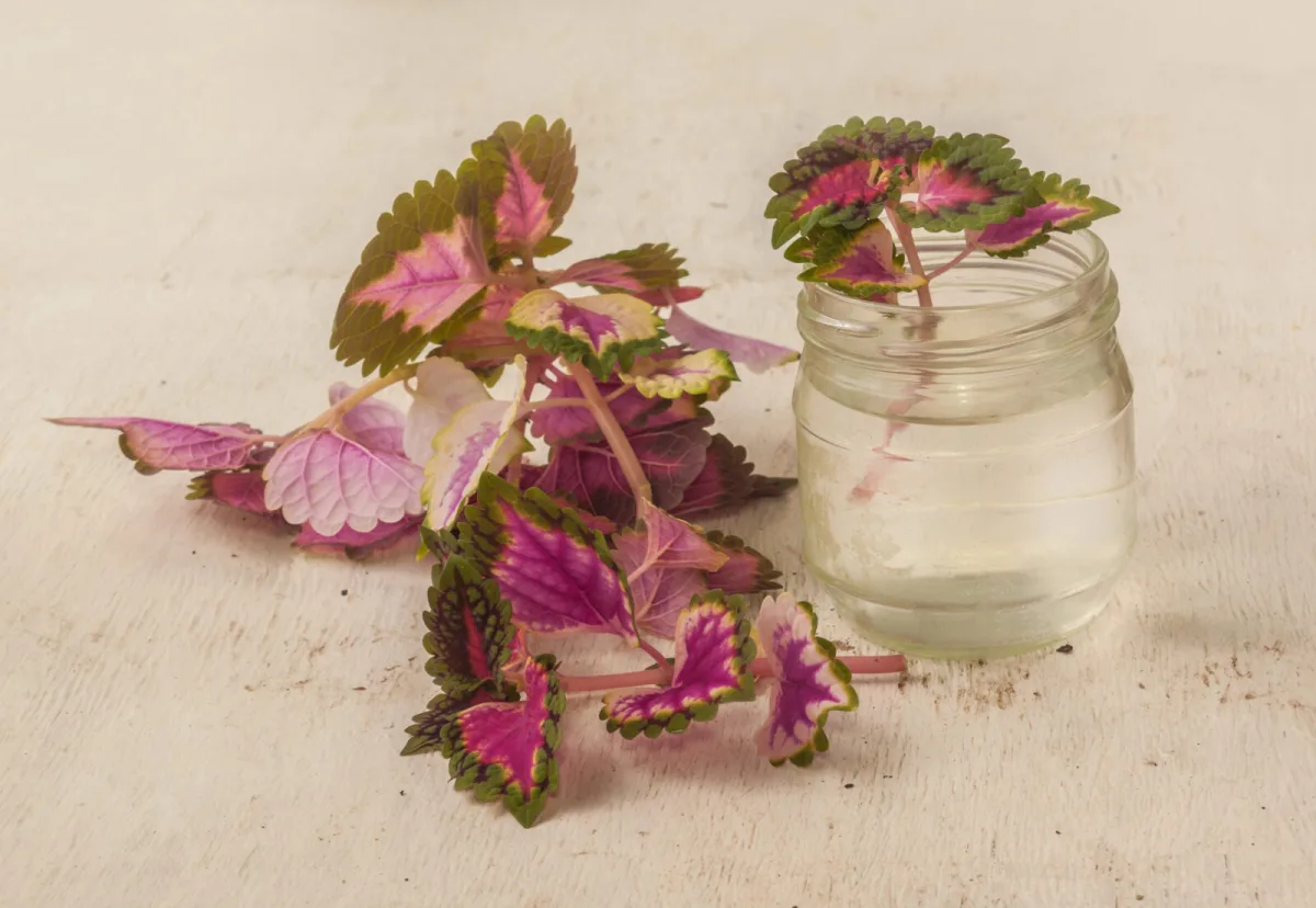 Propagating coleus / Photo: Depositphotos