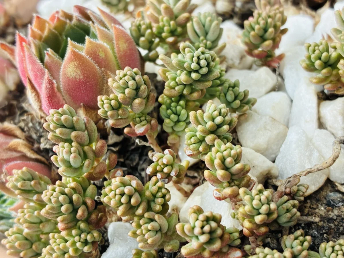 Sedum / Photo: Pestrazahrada.cz