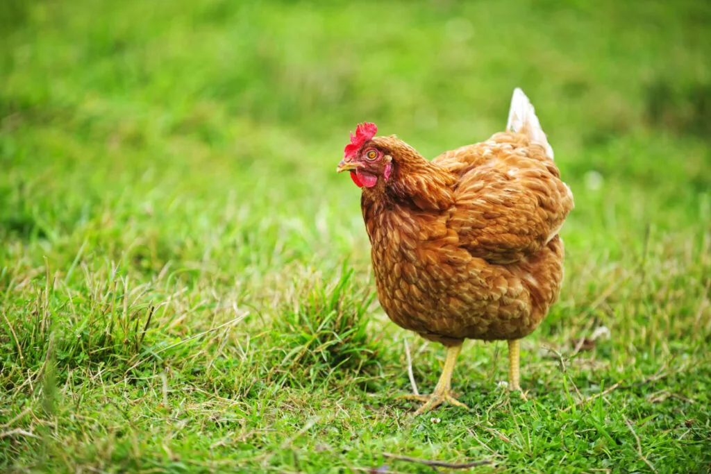 Keeping hens / Depositphotos