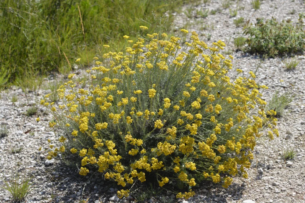 Curry plant / Photo: Depositphotos