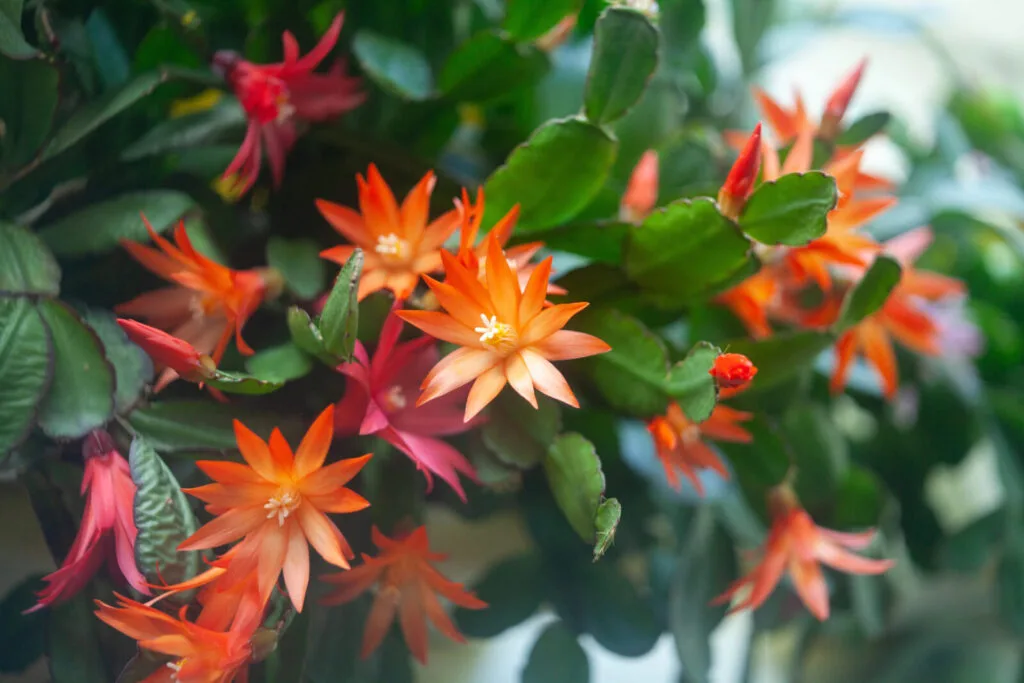 Christmas cactus / Depositphotos