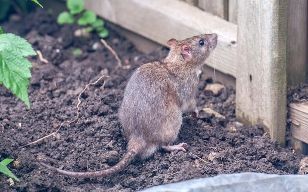 Ratte im Garten / Depositphotos