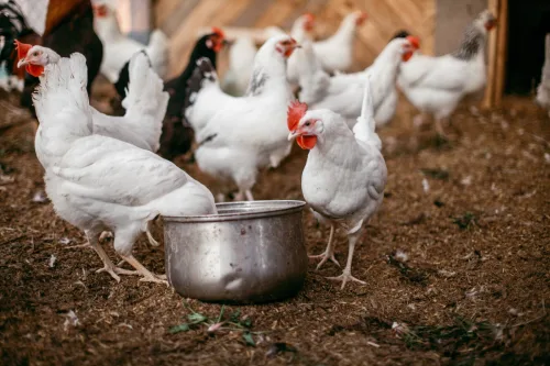 How to Compost Chicken Coop Bedding Safely and Make Nutrient-Rich Fertiliser for the Garden
