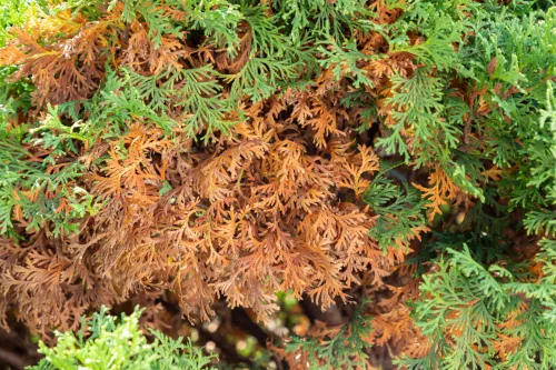 Thuja hedges turning brown inside or out: the small detail that decides their fate
