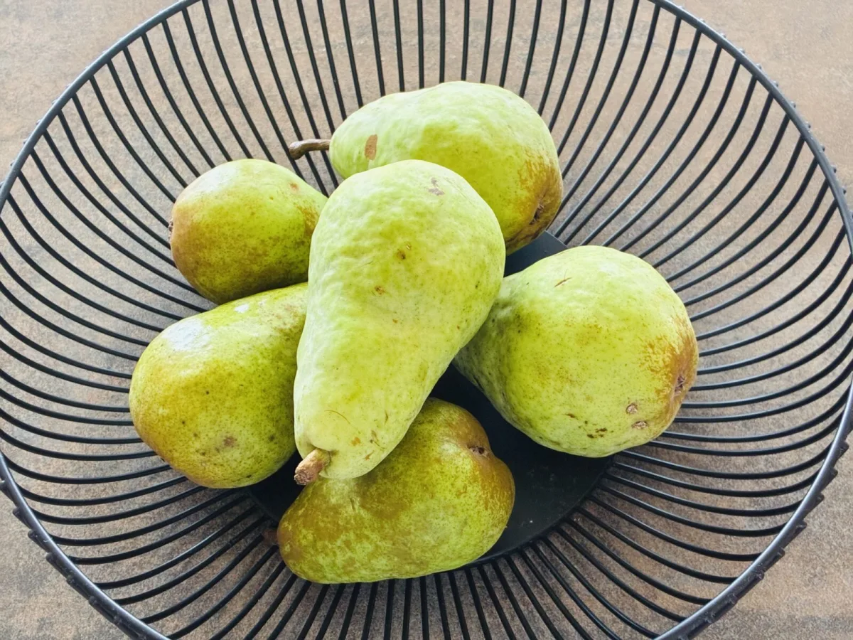 Pears / Photo: Pestrazahrada.cz