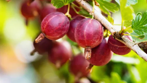 A tree or shrub planted properly in autumn can outpace spring stock and improve fruiting