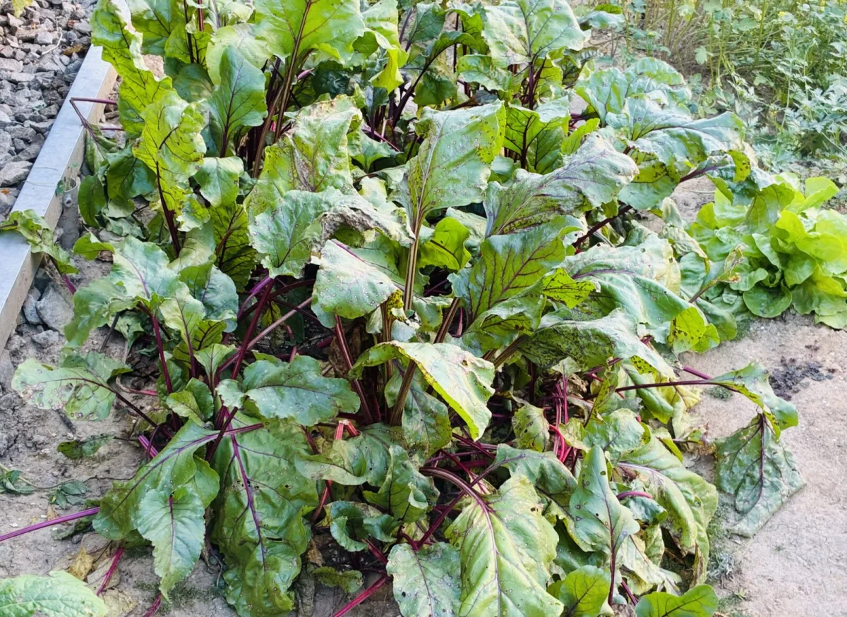 How to Tell the Perfect Time to Harvest Beetroot So It Stays Tender and Juicy