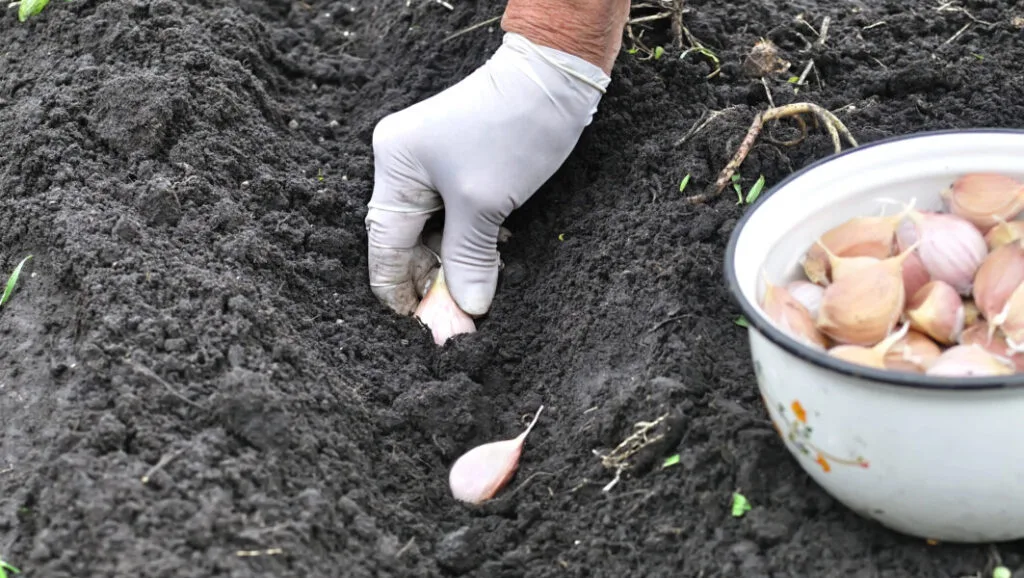 Planting garlic / Photo: Depositphotos