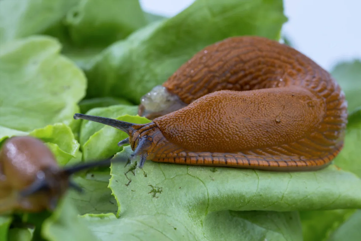 Gardeners revealed a proven way to wipe out slugs and their offspring right now