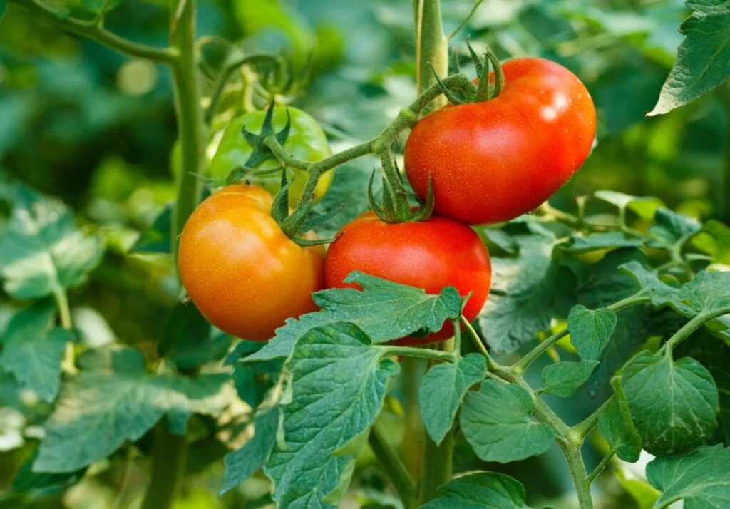 Ripening tomatoes / Depositphotos